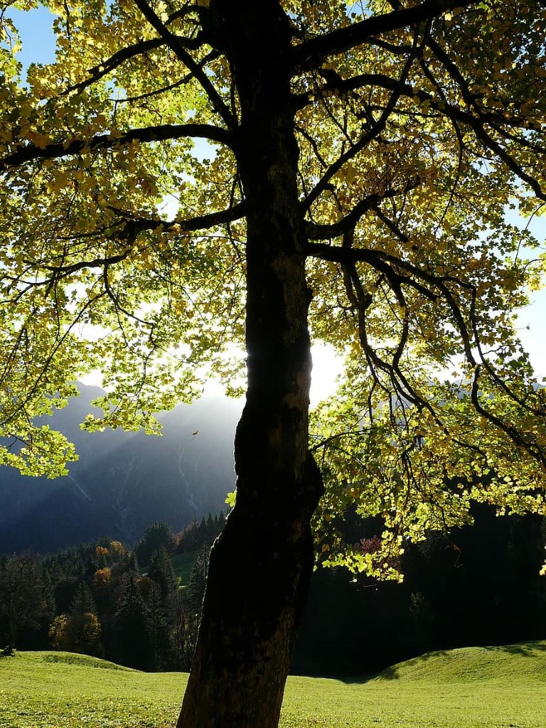 mountain-maple-autumn-acer-pseudoplatanus-maple-acer-deciduous-tree-forest-leaves-bright.jpg